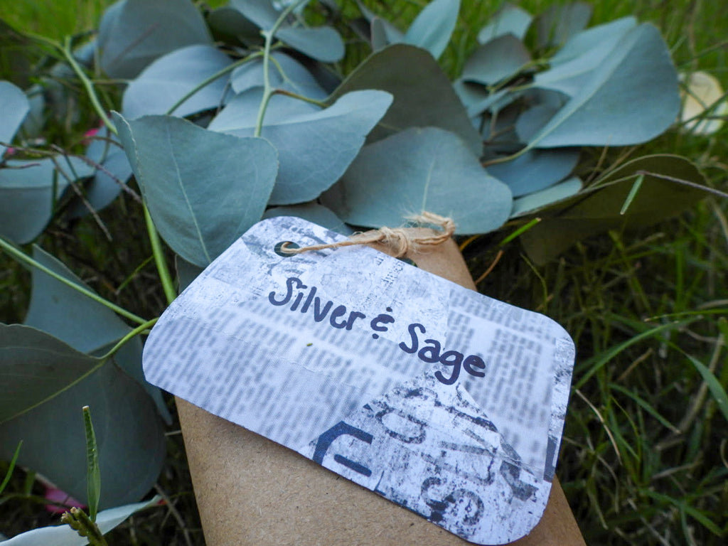 Silver dollar eucalyptus Large bundle 🌿💚