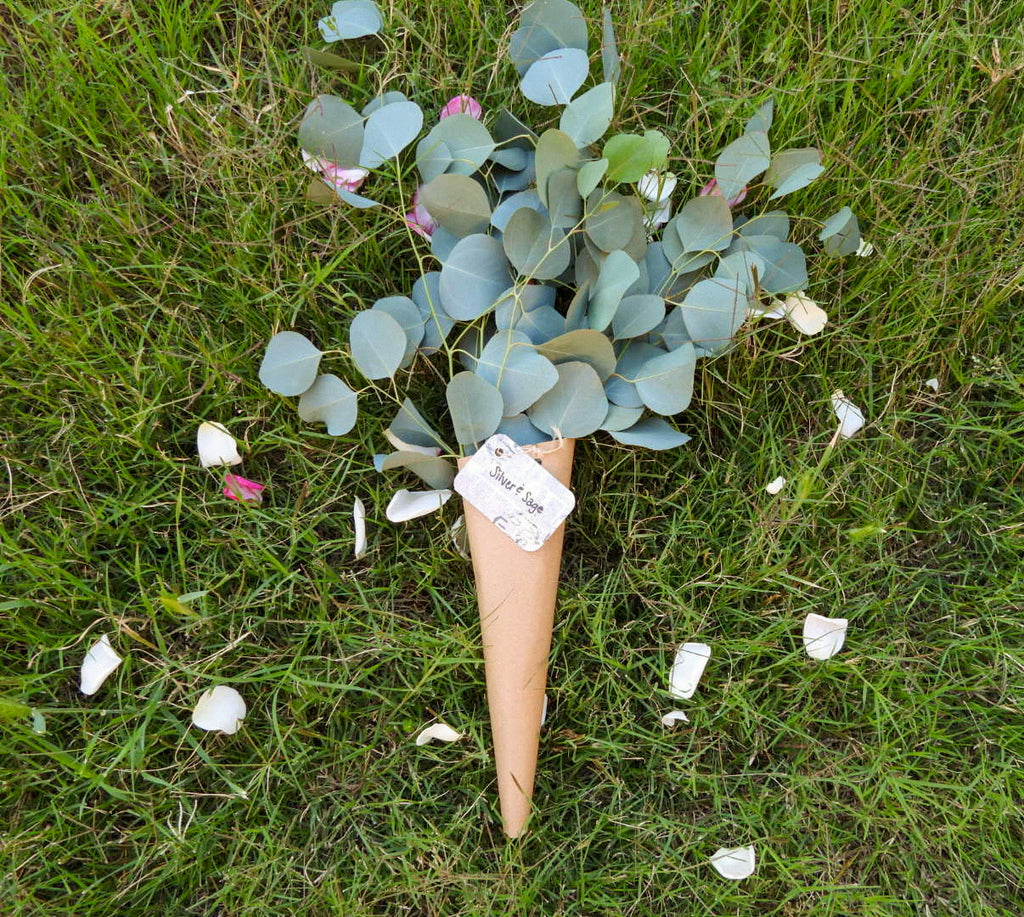 Silver dollar eucalyptus Large bundle 🌿💚